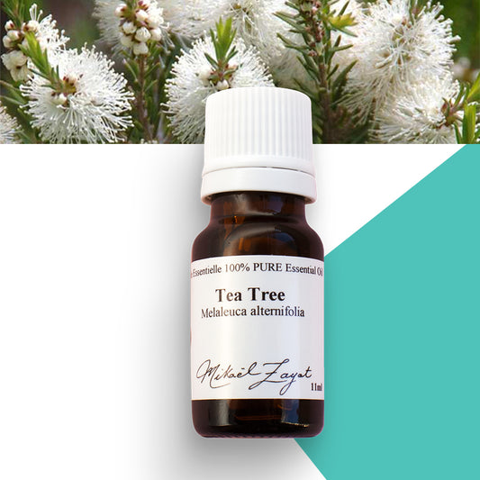 Tea tree biologique image 0