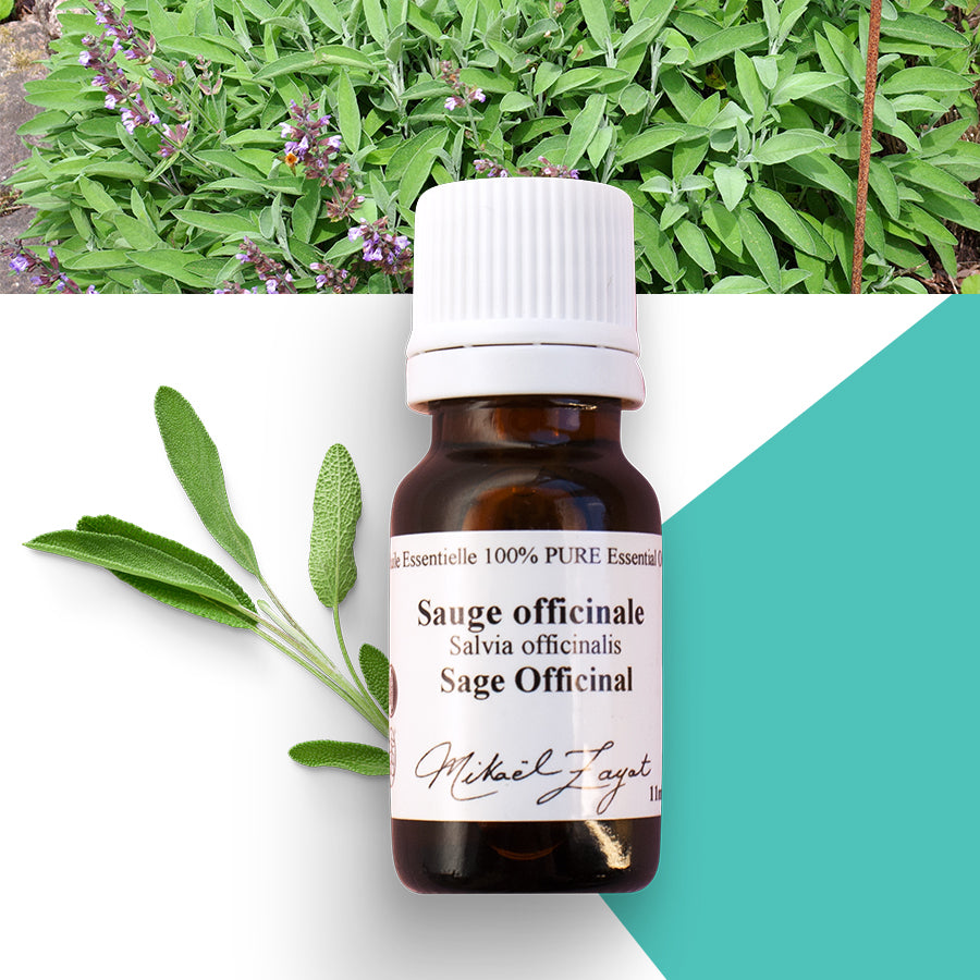 Sauge officinale biologique image 0