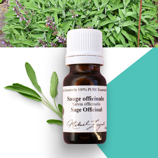 Sauge officinale biologique image 0