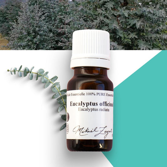 Eucalyptus globulus biologique - ROSECITRON