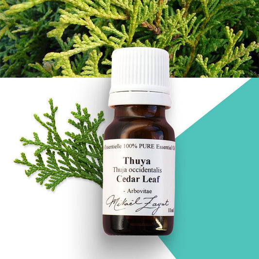 Thuya biologique du Canada - ROSECITRON